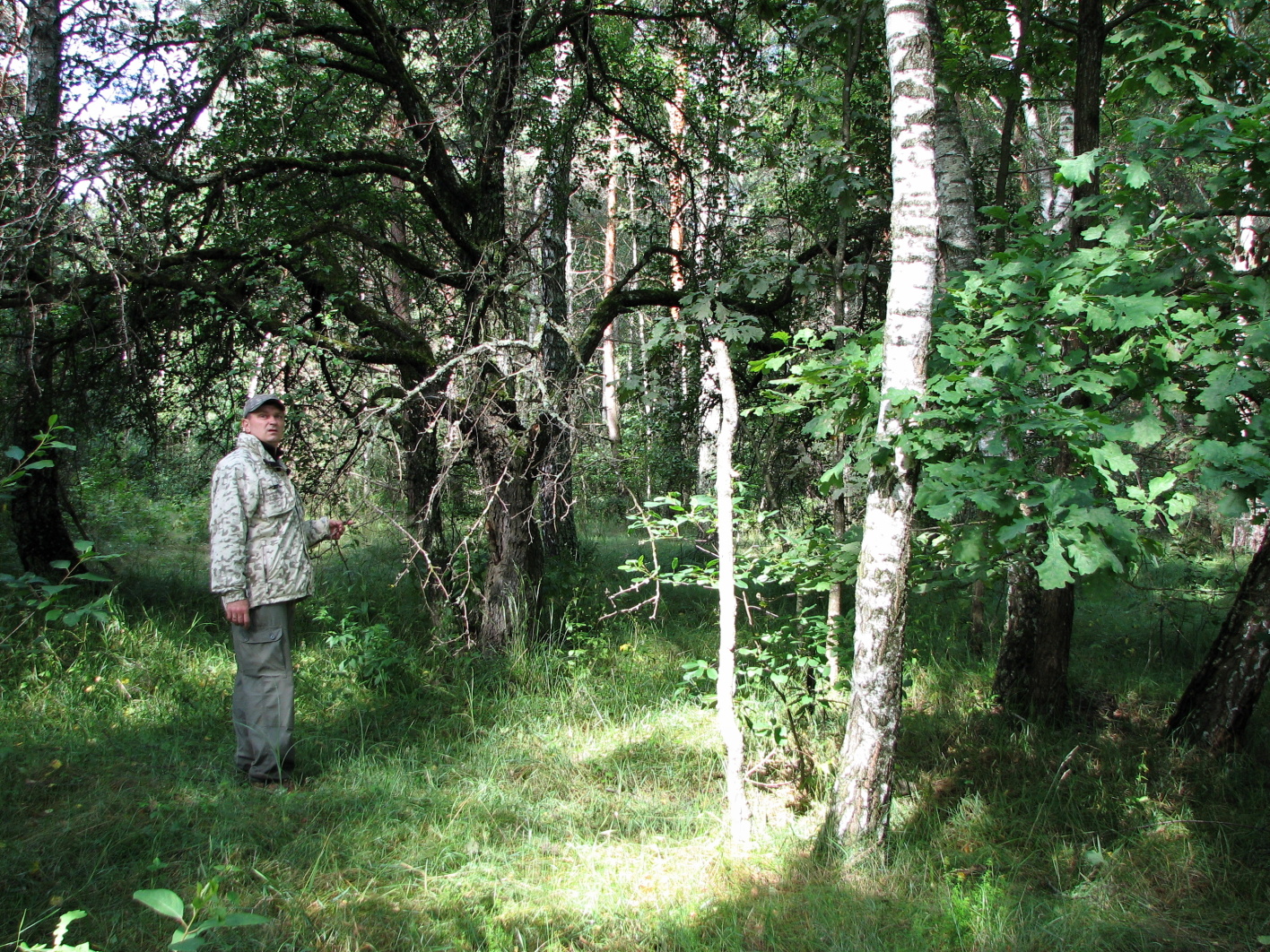 Сад поріс лісом, у рядах бракує лише деяких дерев.