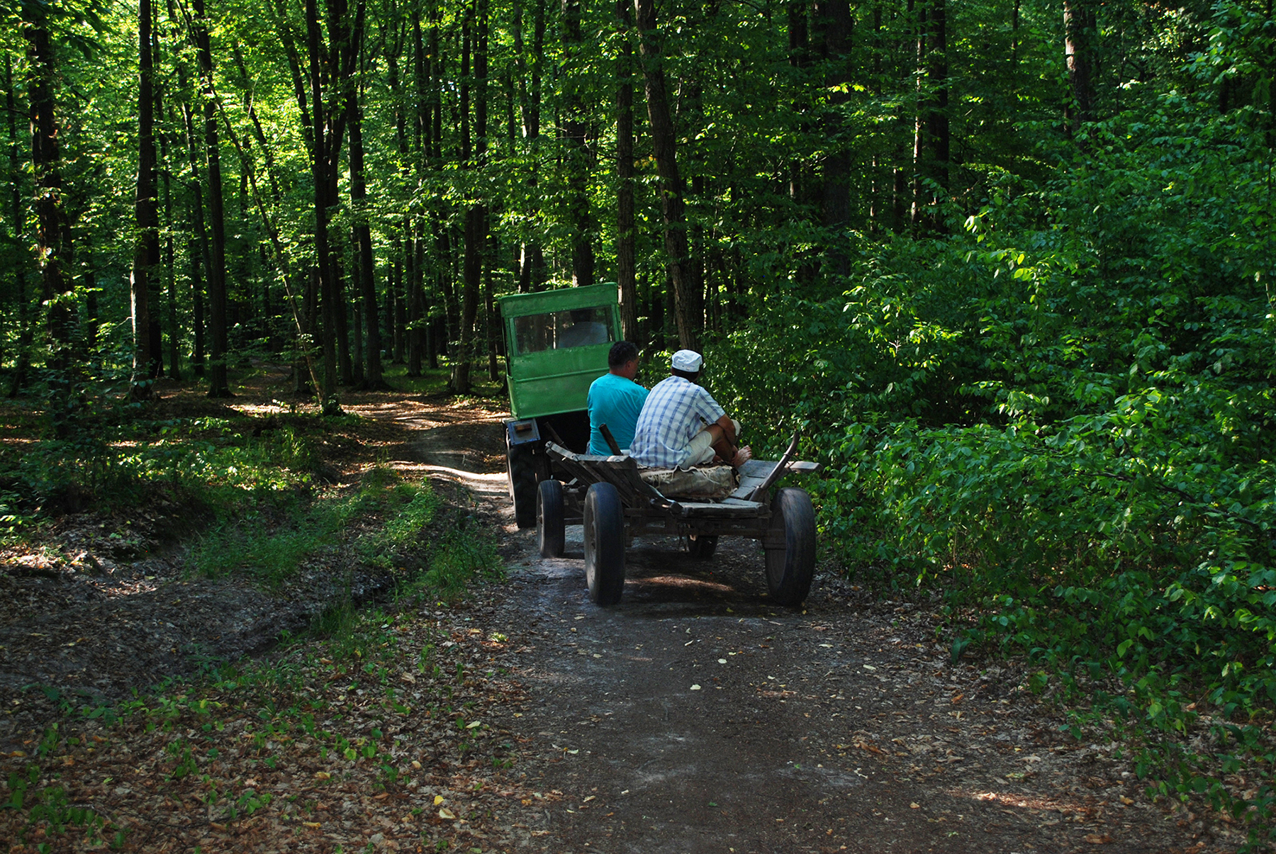 Jedziemy przez las grabowy, stąd nazw Grabina.