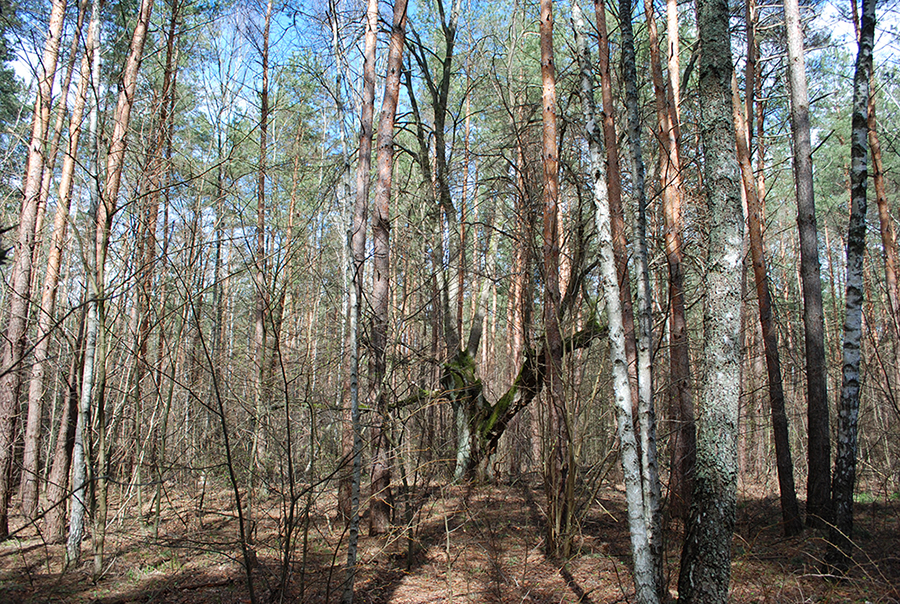 Тут ростуть також старі фруктові дерева.
