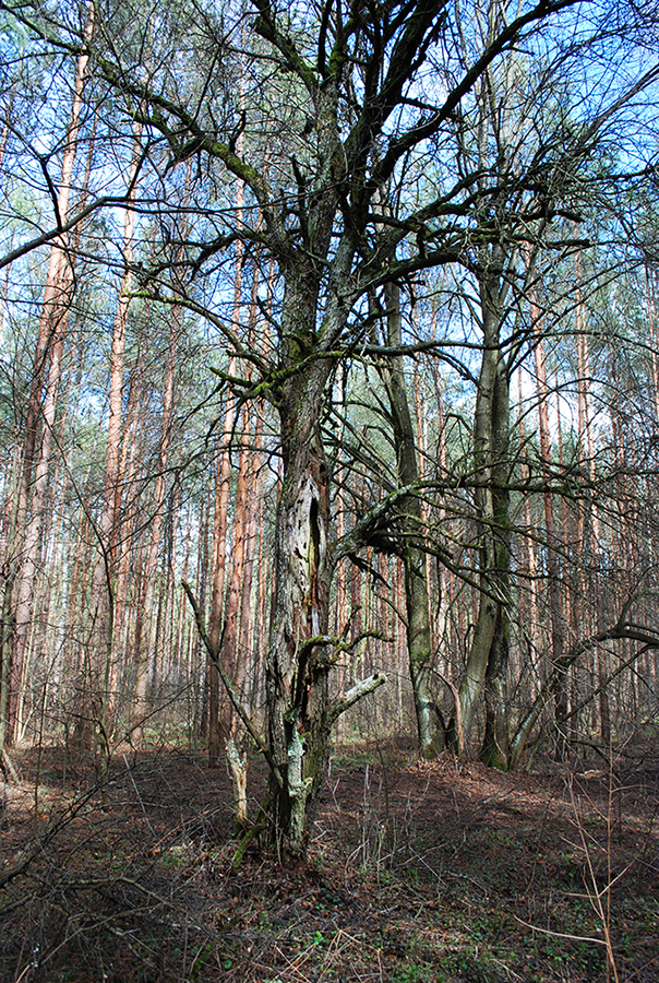 Фруктові дерева на території колишніх господарств.