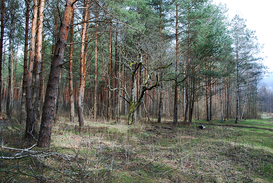 Тут проходила дорога через центр села.