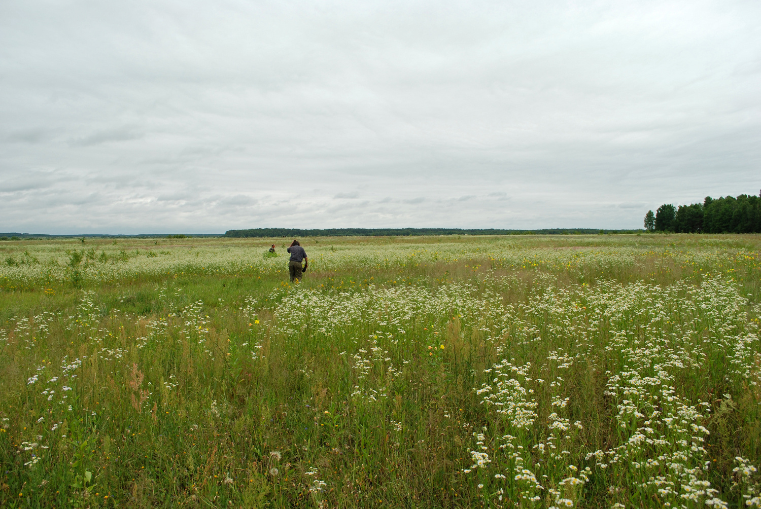 Mój Tata poszedł nazbierać kwiatów z Omelanki.