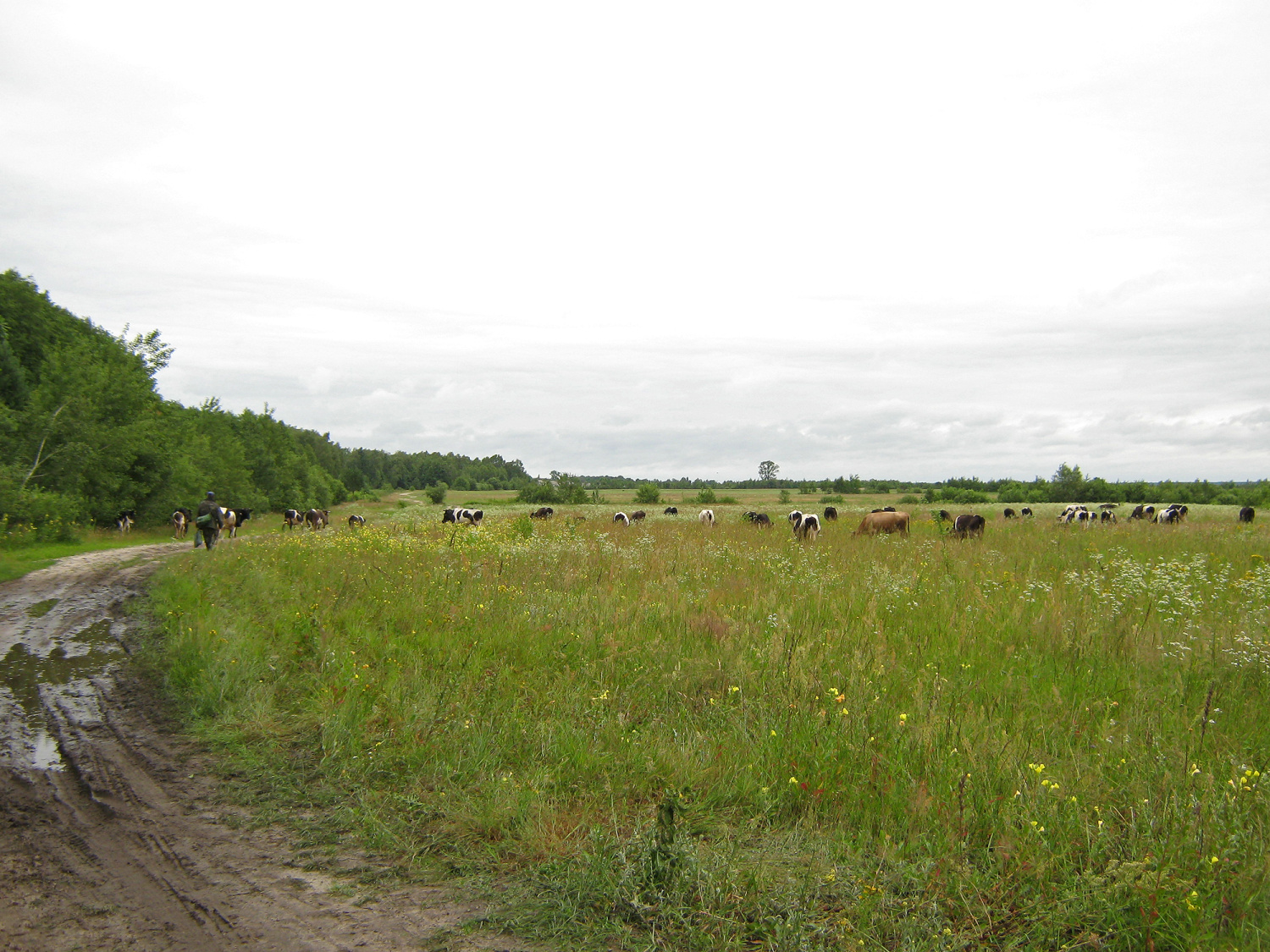 Omelanka, a w oddali Huta Stepańska, kiedyś domy obu wsi łączyły się.