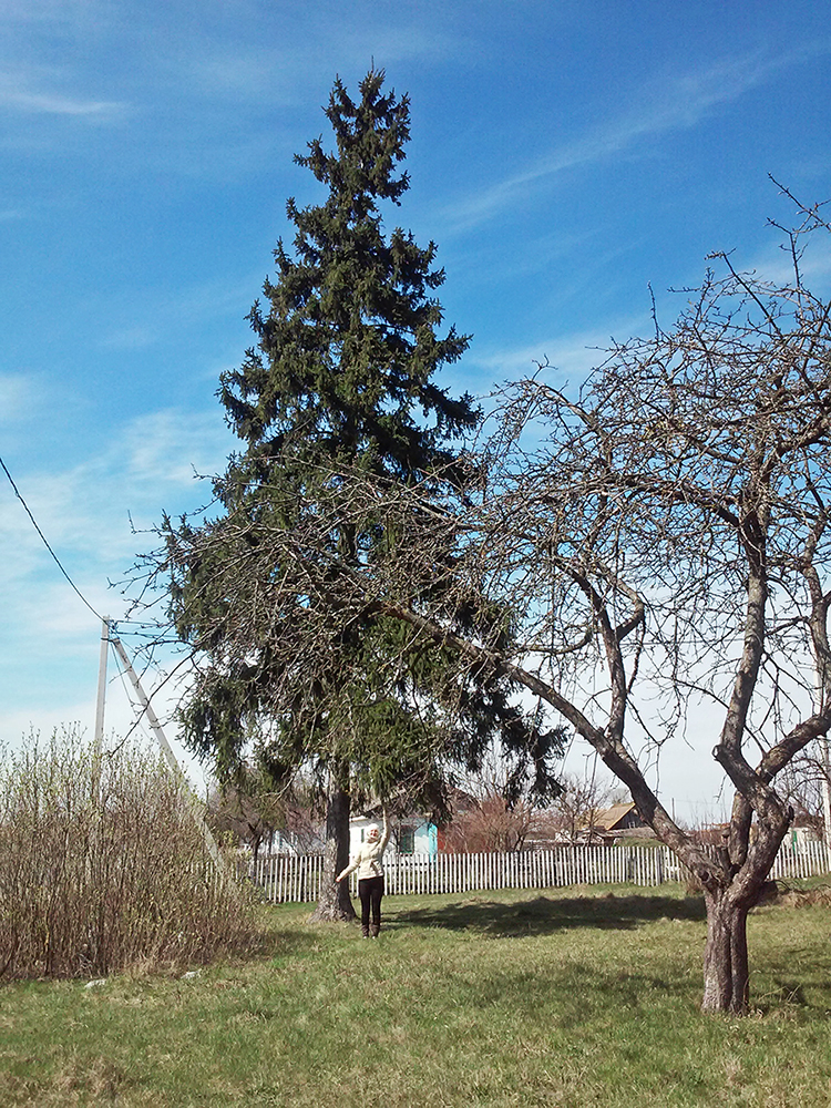 Choinka posadzona przez mojego pradziadka Kornela Buraczyńskiego.
