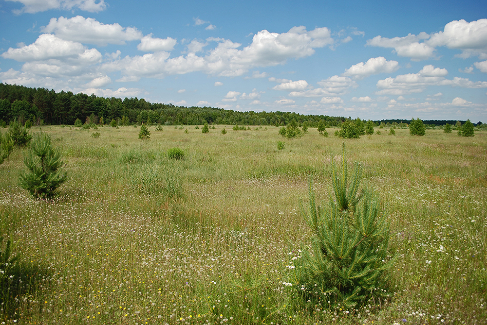 Тут була Гута Мидська.