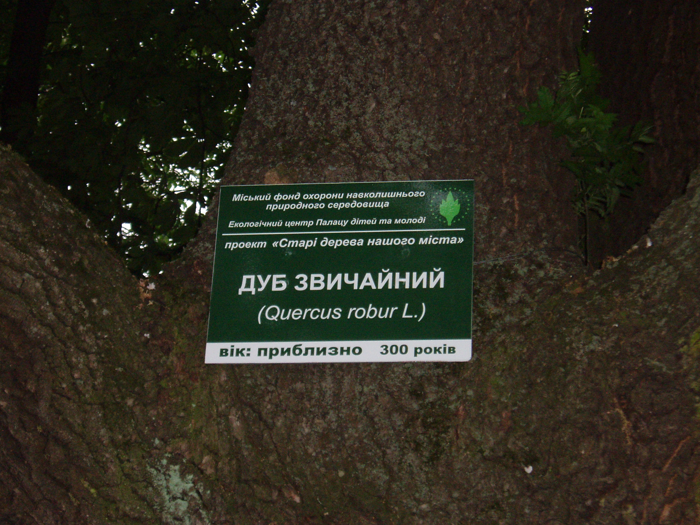 300-літній дуб звичайний за костелом Святого Антонія (за залом камерної та органної музики).jpg