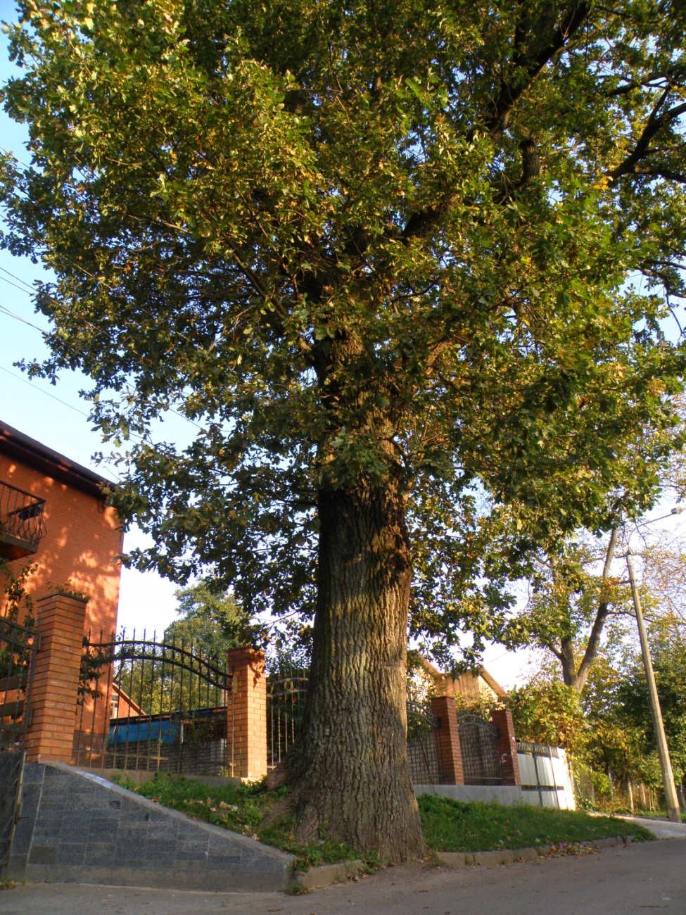 Деформований 330-літній дуб звичайний на вулиці Гребінки.jpg