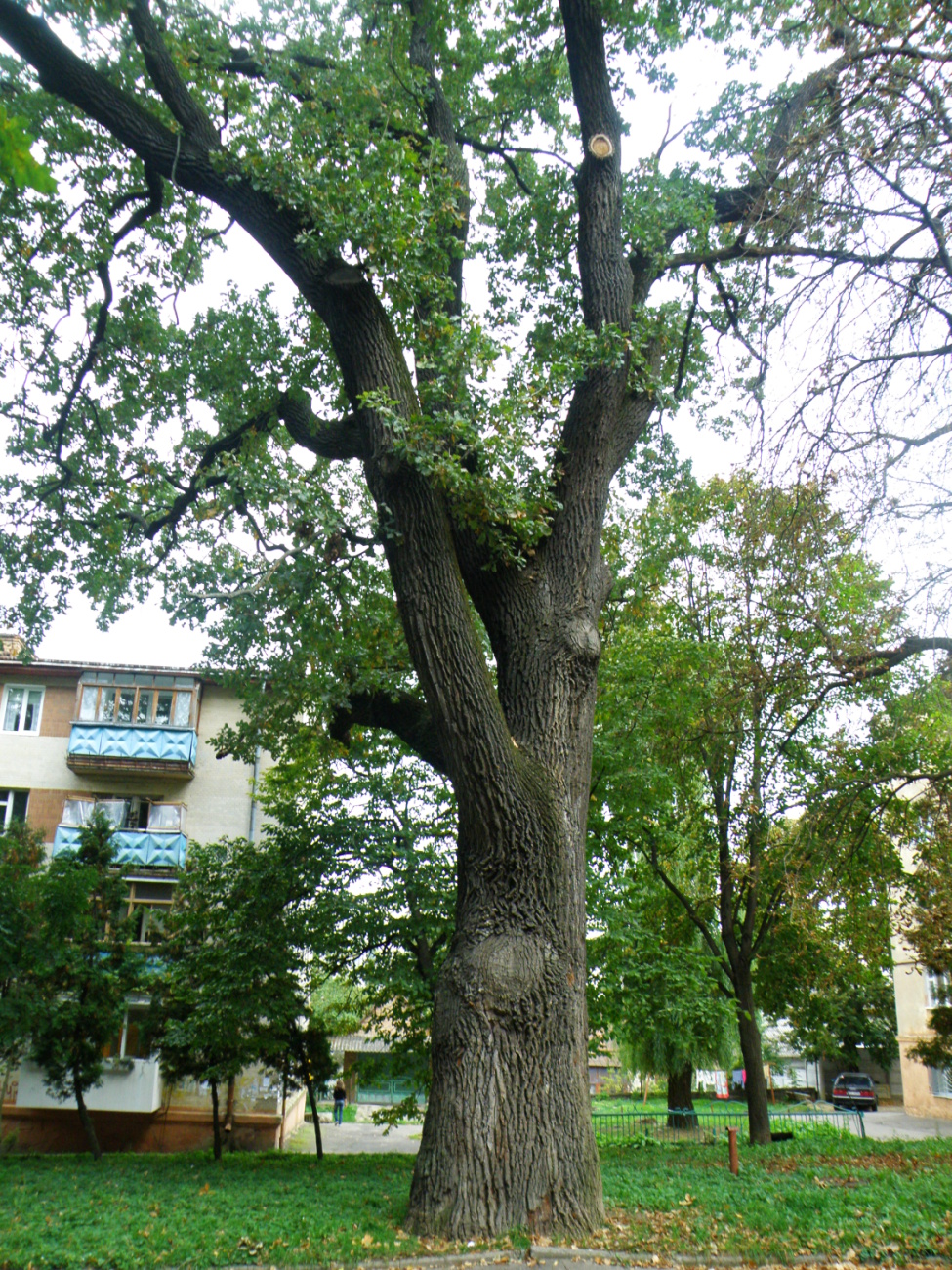 400-літній дуб звичайний у парку імені Тараса Шевченка.jpg