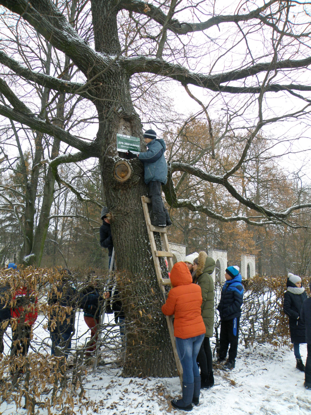 Вихованці Екоцентру ПДМ у процесі реалізації проекту. Ідентифікація 150-літнього дуба на вулиці Чорновола.jpg