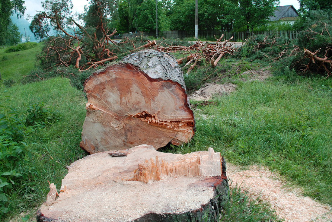 Завжди, коли я проїжджав через Дворець, милувався прекрасними древніми соснами, тому був вражений, коли побачив, що їх зрізали.jpg
