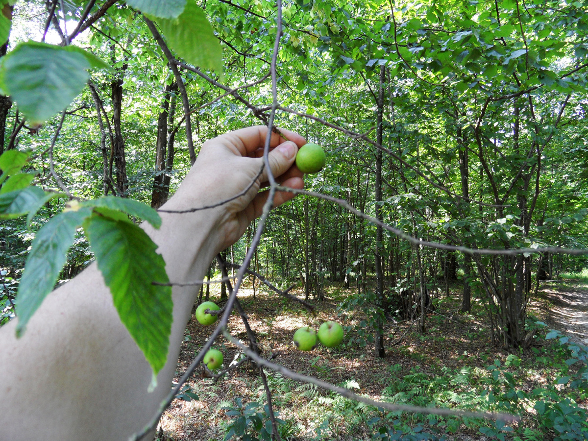 Przetrwały jeszcze zdziczałe drzewa owocowe.jpg