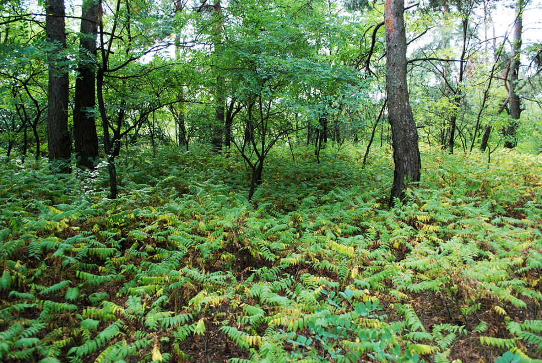 Кладовище ліквідували, проте його колишні межі окреслює характерна рослинність.jpg