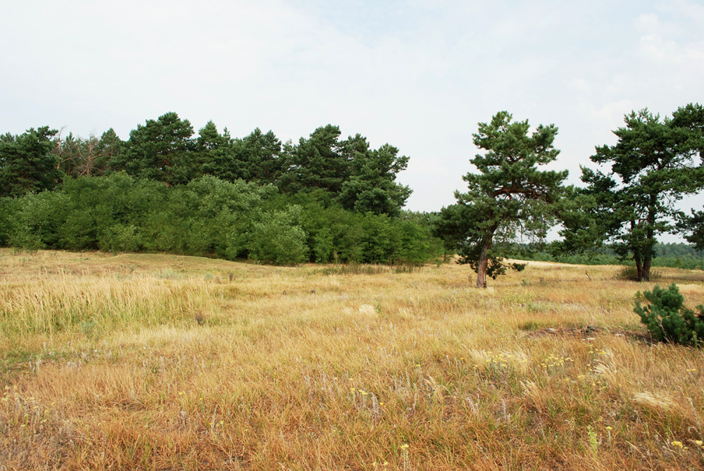 Cmentarz ewangelicki w Kolonii Stydyńskiej, miejsce mordu ok. 54 Polaków.jpg