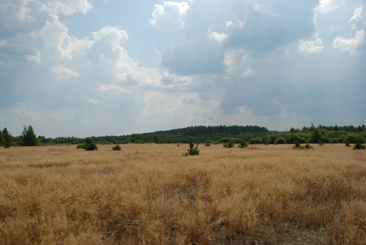 1. Вид на Ляди зі сторони Гути Степанської. На цих полях було село, сьогодні його південна частина заростає лісом.