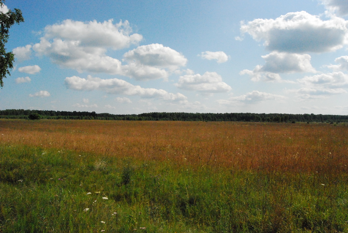 1. Tu był Wydymer. Widok w stronę Kopaczówki, która była za lasem.