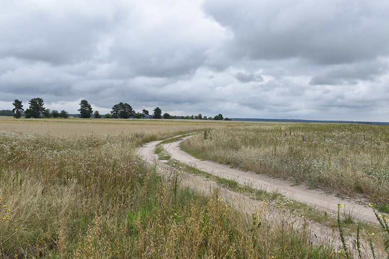 1. Суня і дуби біля колишнього господарства Градовича на Горині.