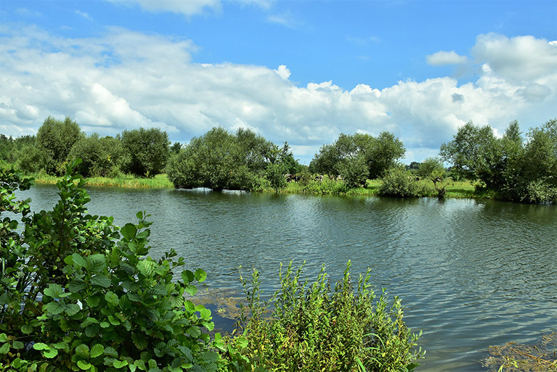 13. Тутовицькі пасовища на другому березі Горині.