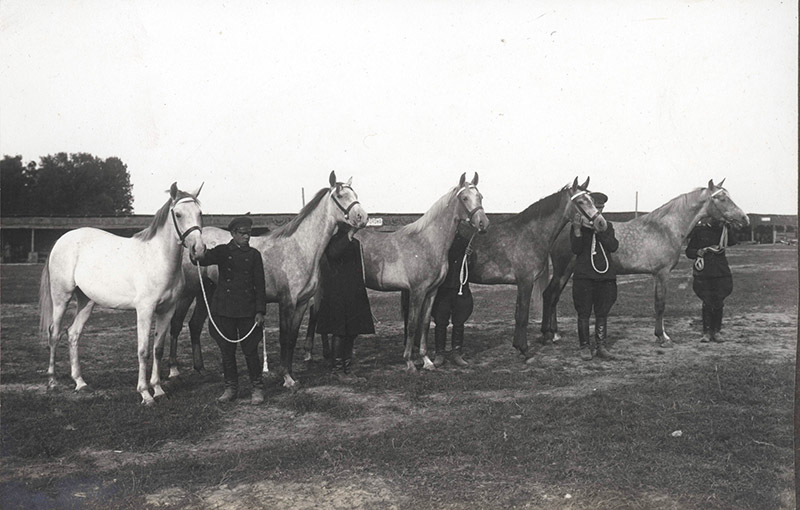 18. Дворічні чистокровні арабські скакуни графів Потоцьких вз Беану