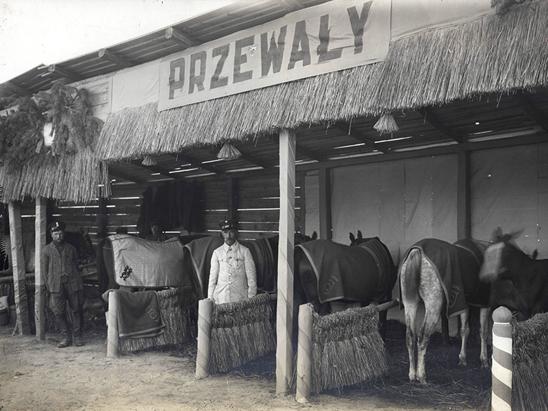 19. Konie p. Jerzego Grzymałowskiego z maj. Przewały