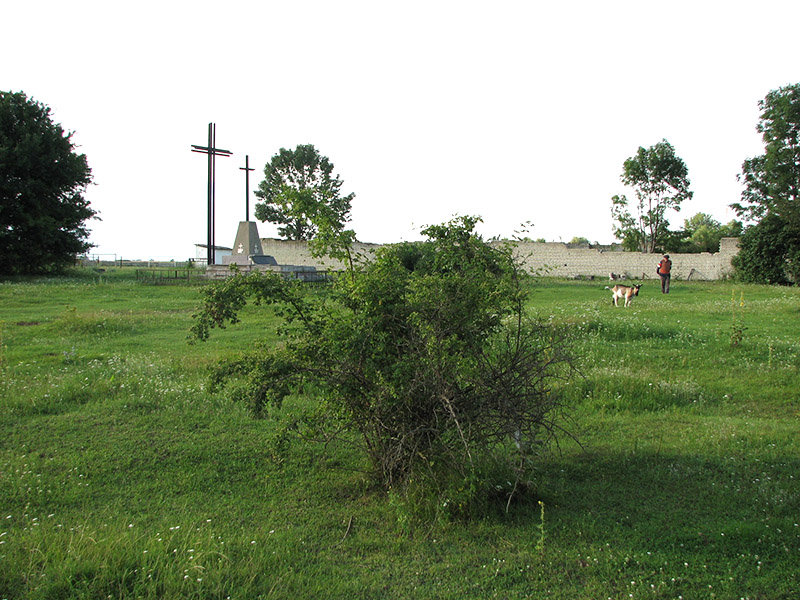 5. Na cmentarzu rośnie jeszcze kilka krzaków dzikiej róży.