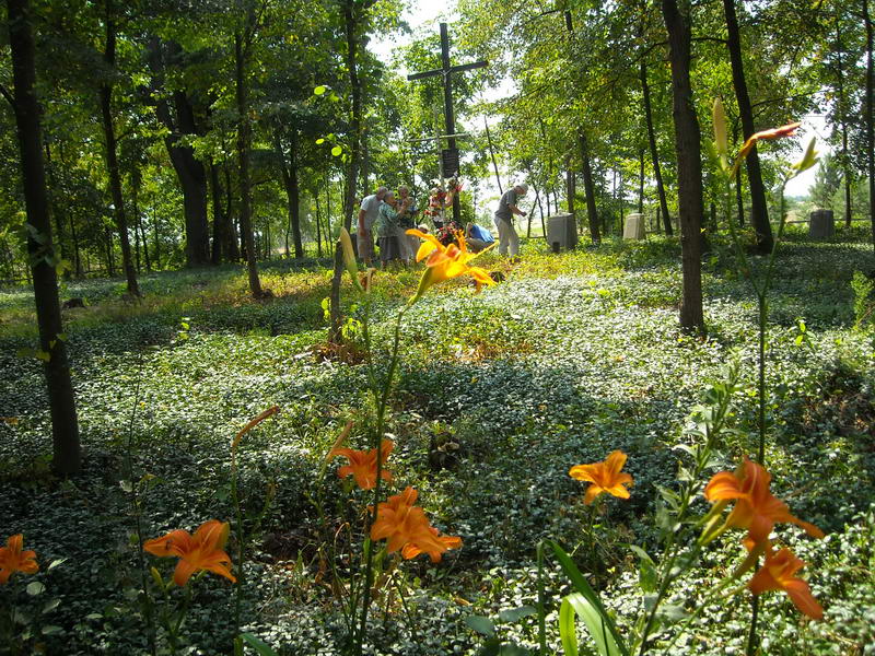 3. Cmentarz po wyczyszczeniu w 2010 r.